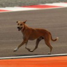 Un perro en el circuito de India