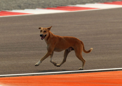 Un perro en el circuito de India