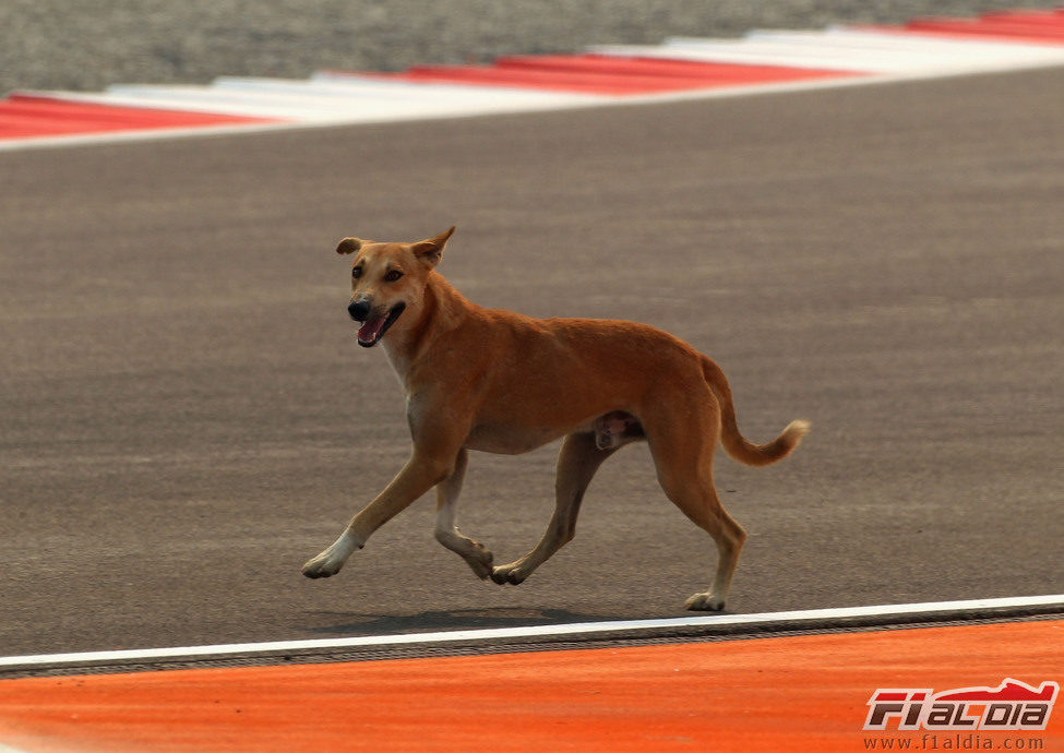 Un perro en el circuito de India