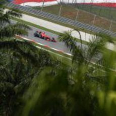 Glock entre palmeras en Sepang