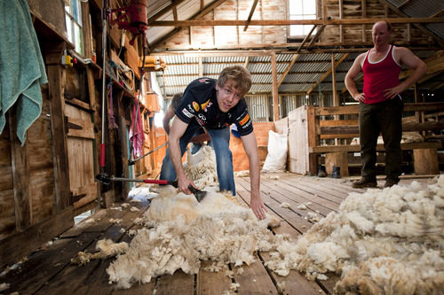 Vettel esquilando a una oveja