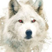 GhostDirewolf