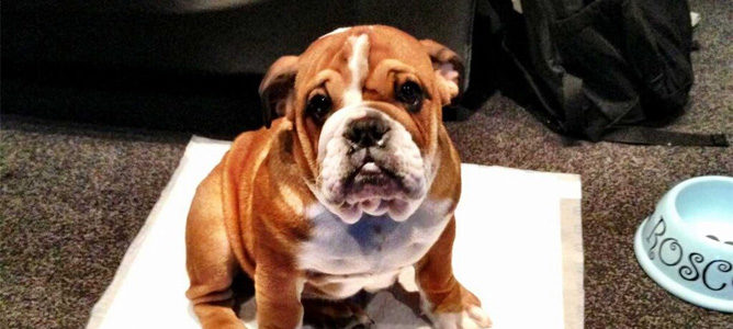 Roscoe, el bulldog inglés de Lewis Hamilton, ya tiene su propio pase de 'paddock'